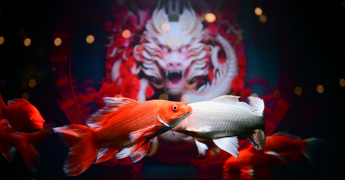 IB8 SGD Dragon Gaming: Top Fishing Game Experience in Singapore City Centre
