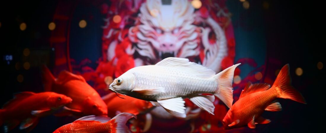 IB8 SGD Joker Fishing Game Guide: Play & Win in Singapore City Centre