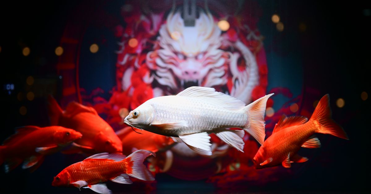 IB8 SGD Joker Fishing Game Guide: Play & Win in Singapore City Centre